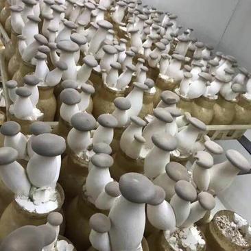 洛陽瀍河區(qū)杏鮑菇批發(fā)市場(chǎng)觀察 優(yōu)質(zhì)貨源與便捷代理服務(wù)